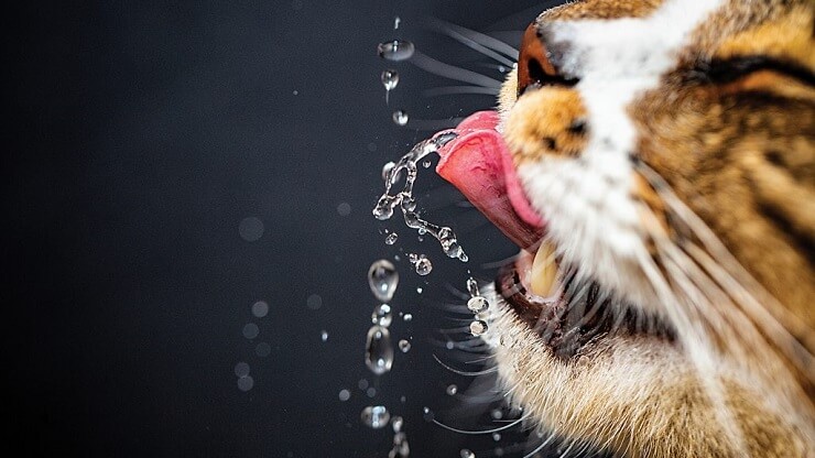 Como fazer um gato beber mais água