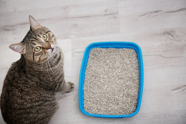 gato sentado ao lado de uma caixa de areia e olhando para cima