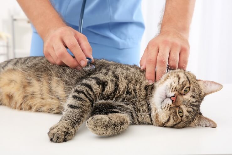 veterinário examinando um gato malhado