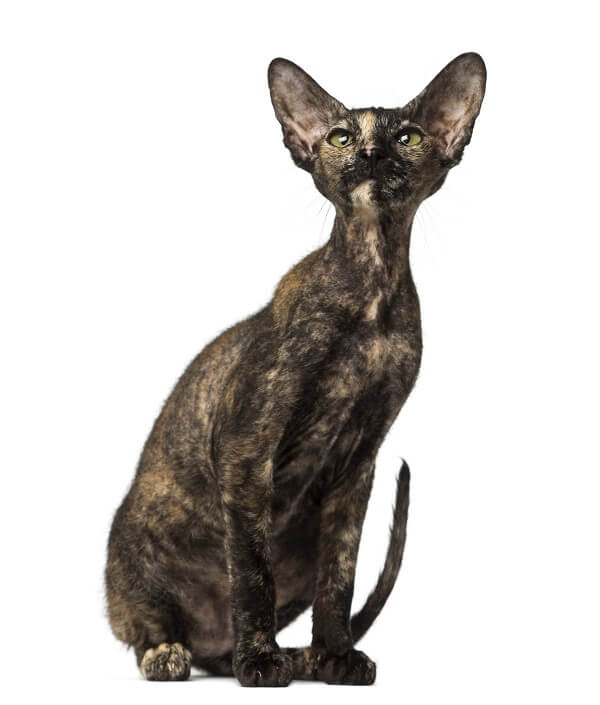 Peterbald História do gato