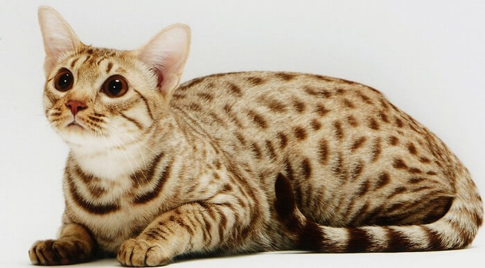 About the Ocicat Gato