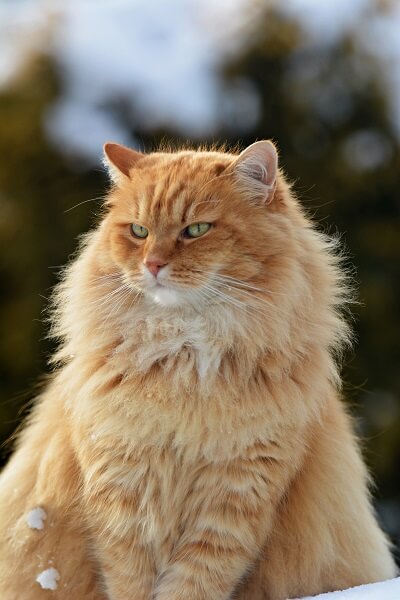 Siberiano História do gato