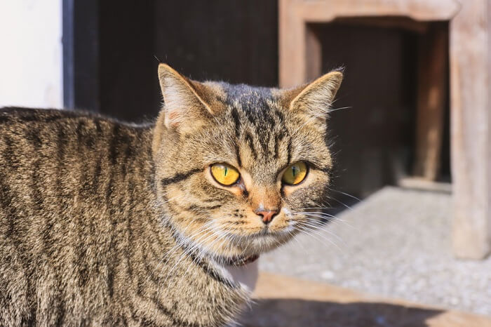 About the Dragão Li Cat