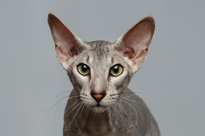 engraçado Peterbald