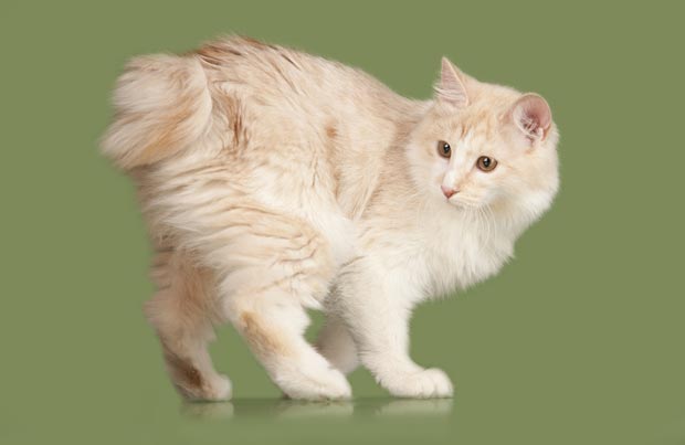 About the Bobtail Curiliano Gato