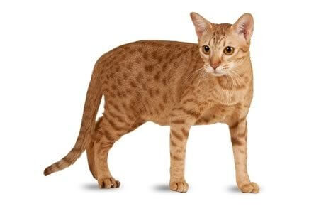 Ocicat História do gato