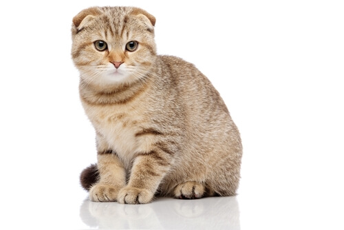 Gato Scottish Fold