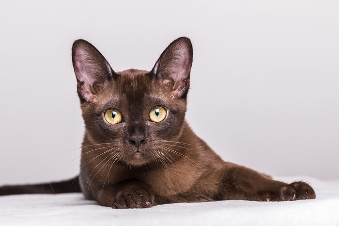 Elegante gato birmanês exibindo sua presença cativante.