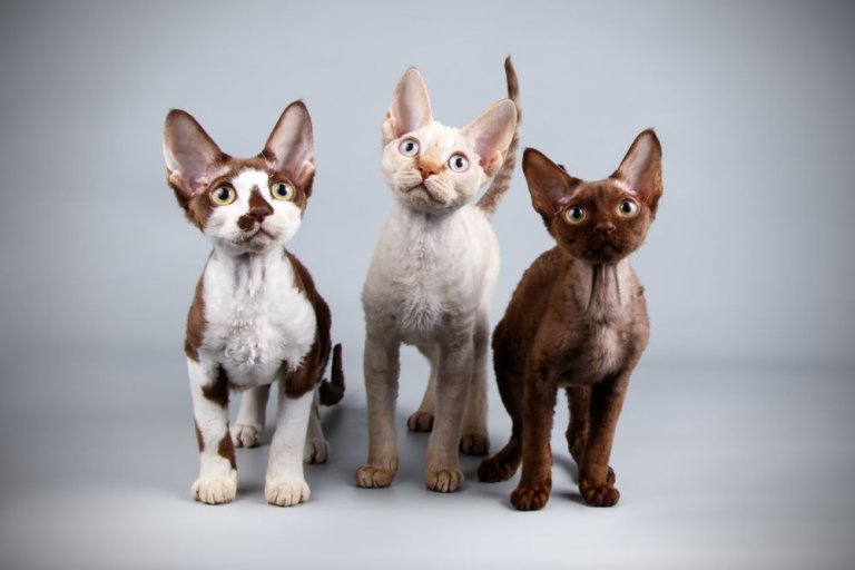 About the Devon Rex Gato