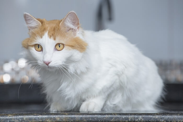 Gato Van Turco: Tamanho, Aparência e Personalidade