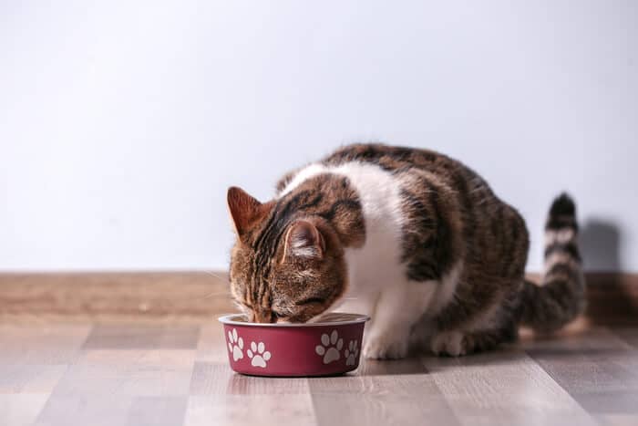 Gato comendo ração para gatos crua caseira