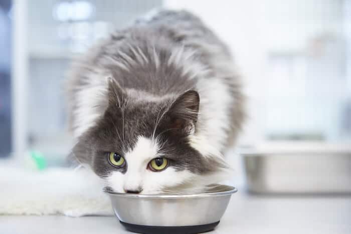 Ração para gatos com frango e arroz cozido