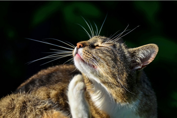 coçar gato devido a alergias