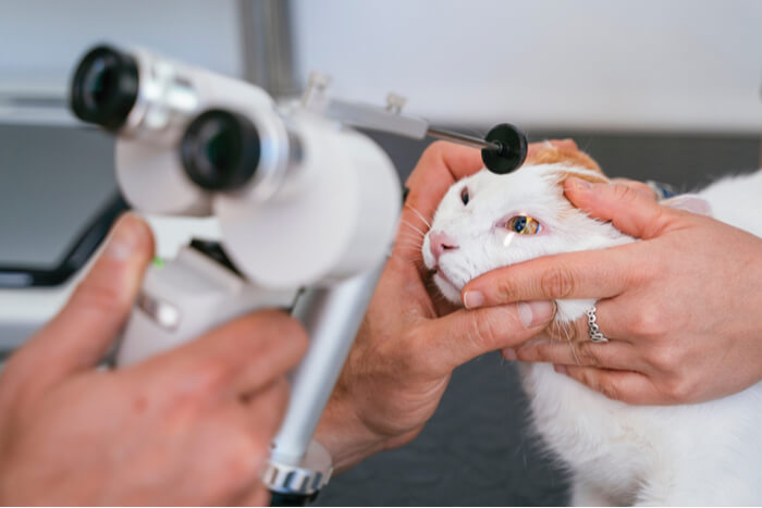 Detecção de catarata em gatos