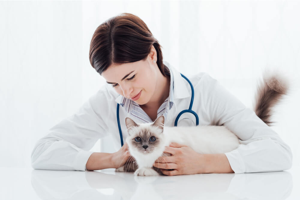 gato branco e um veterinário