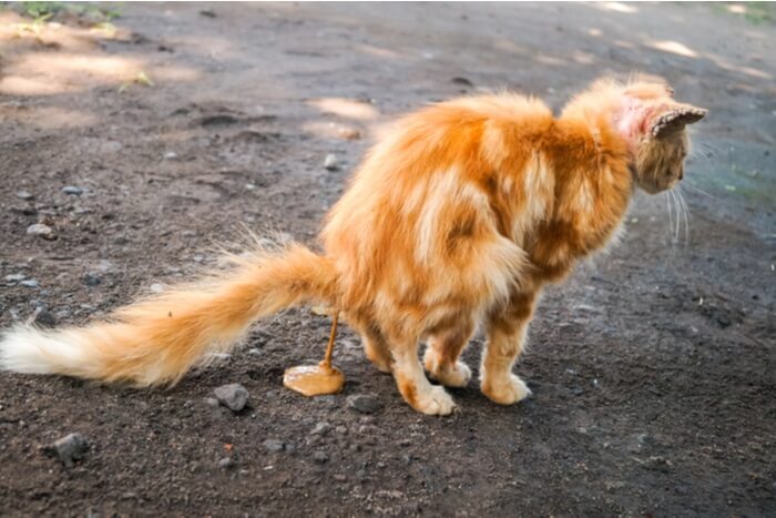 Característica da giardíase em gatos