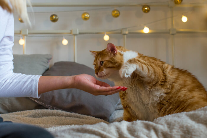 Efeitos da obesidade na saúde em gatos