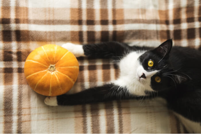 Abóbora é boa para gatos?