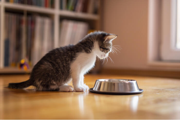 A imagem apresenta um gatinho adorável perto de uma tigela de comida com desenho de abóbora, possivelmente sugerindo um contexto sazonal ou festivo.