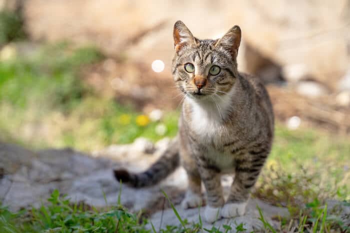 Gato de olhos cruzados