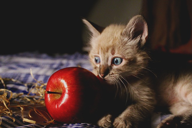 Gatinho com maçã