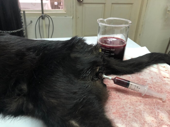 Imagem que mostra a presença de sangue na urina de um gato, potencialmente indicativa de um problema médico, solicitando atenção e cuidado.