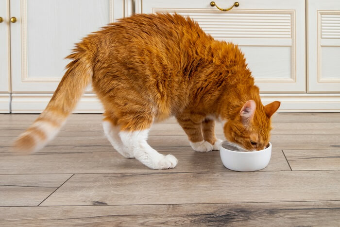 Gato desfrutando de uma refeição em sua tigela