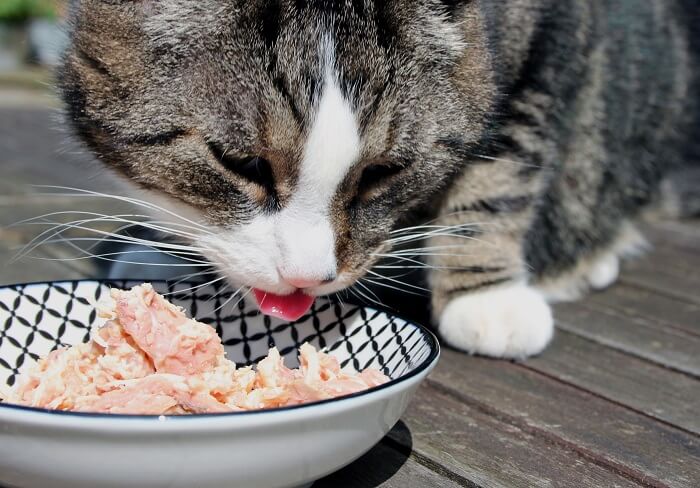 Foto de um gato saboreando com entusiasmo uma refeição de frango moído, mostrando uma potencial opção de dieta caseira sob supervisão e consideração adequadas.