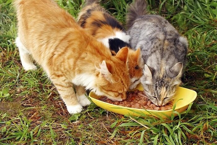 Gatos comendo comida caseira para gatos