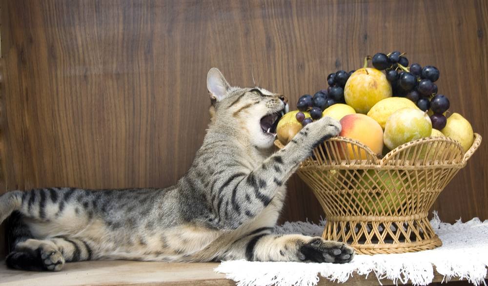 gato está comendo as frutas na cesta