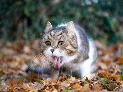 An image of a cat next to a pile of blood vomit.