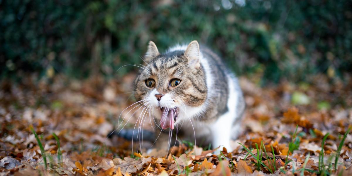 A imagem de um gato próximo a uma pilha de vômito de sangue.