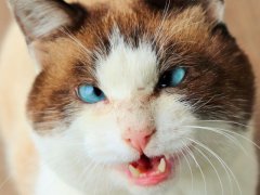 cross-eyed cat with blue eyes