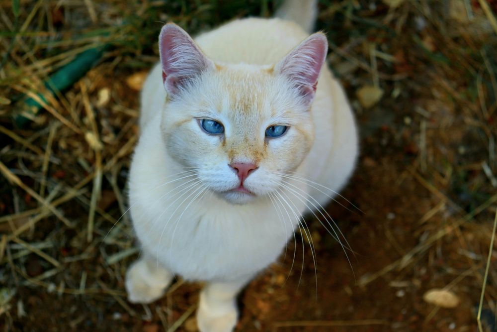 gato de olhos cruzados