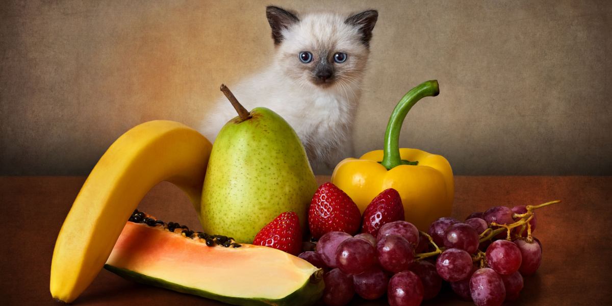 gatinho brinca com legumes e frutas