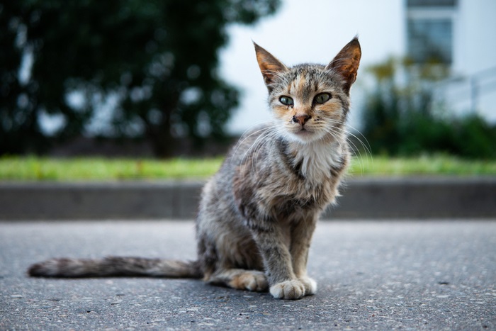 Um gato magro e desnutrido com costelas visíveis e aparência frágil, indicando possível desnutrição ou problemas de saúde.