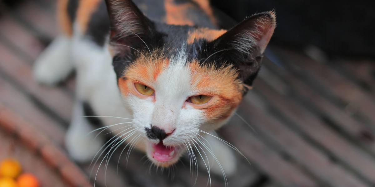 Um gato deve vomitar depois de comer grama