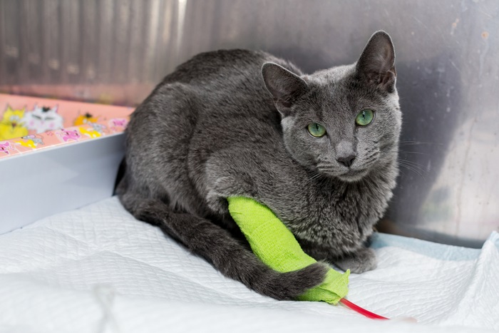 Um gato cinza está sentado em uma cama com um brinquedo verde.