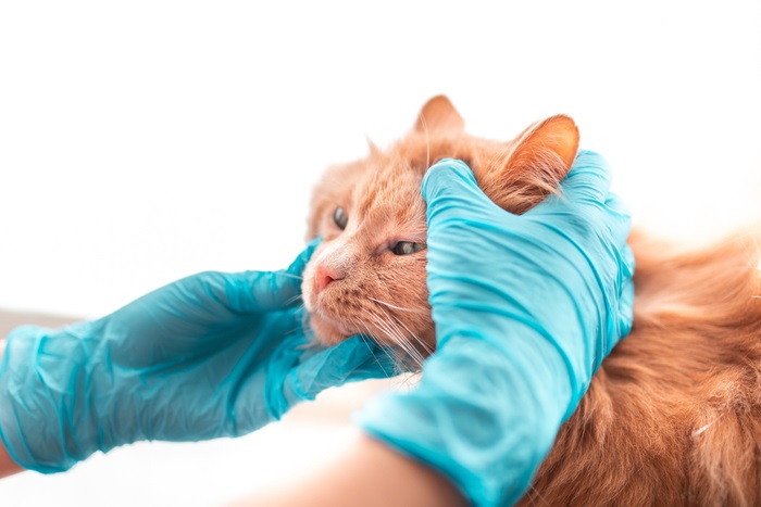 Um gato laranja sendo examinado por uma pessoa com luvas azuis.