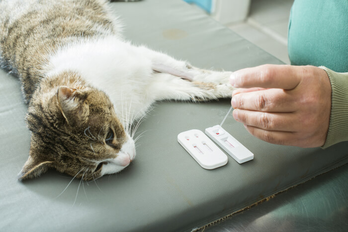 Uma imagem mostrando um veterinário realizando um exame de sangue em um gato