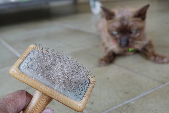 Imagem de um gato branco com caspa no pelo, visto contra um fundo escuro.