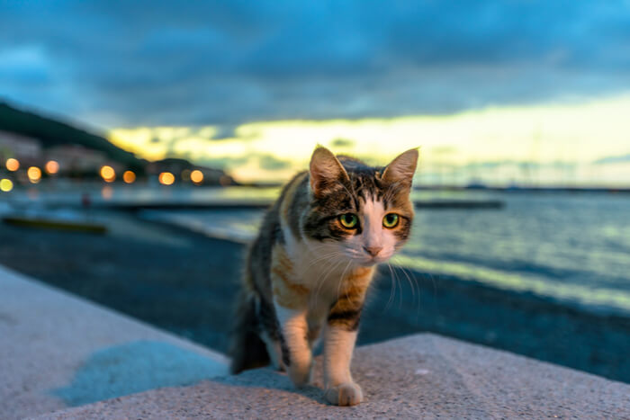 Gato andando à noite