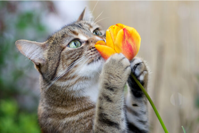 Flor com cheiro de gato