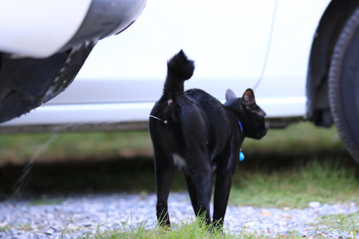 Pulverização de gatos