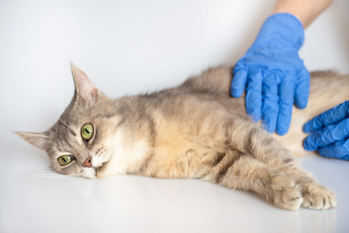 Pessoa enluvada apalpando o abdômen de um gato