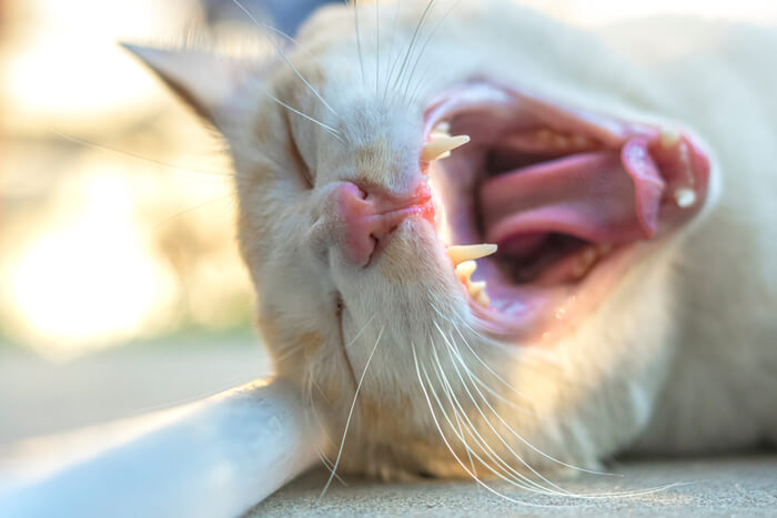 Representação visual de um gato com mau hálito, destacando a importância dos cuidados dentários e dos check-ups regulares para resolver potenciais problemas de saúde oral que podem afetar o bem-estar geral de um gato.