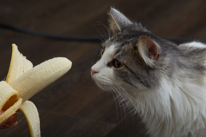 Gato observando curiosamente uma banana