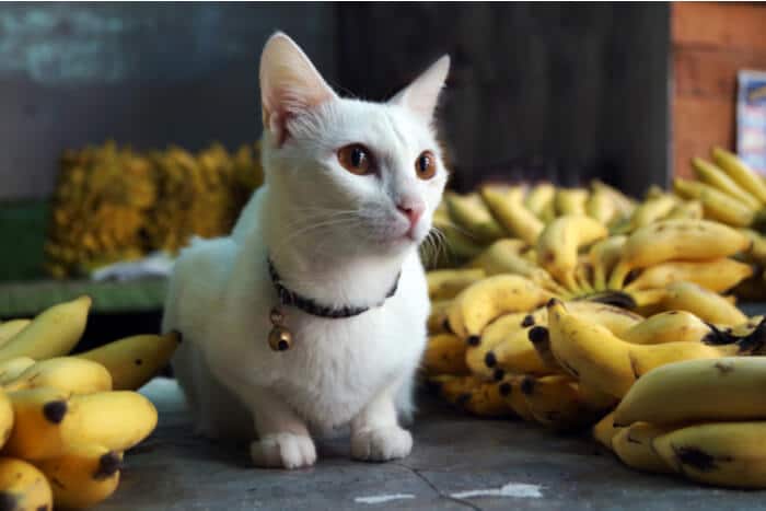 Gato no meio de um cacho de bananas, uma cena peculiar