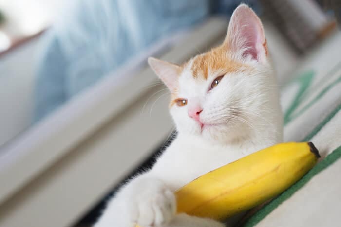 benefícios da banana para gatos