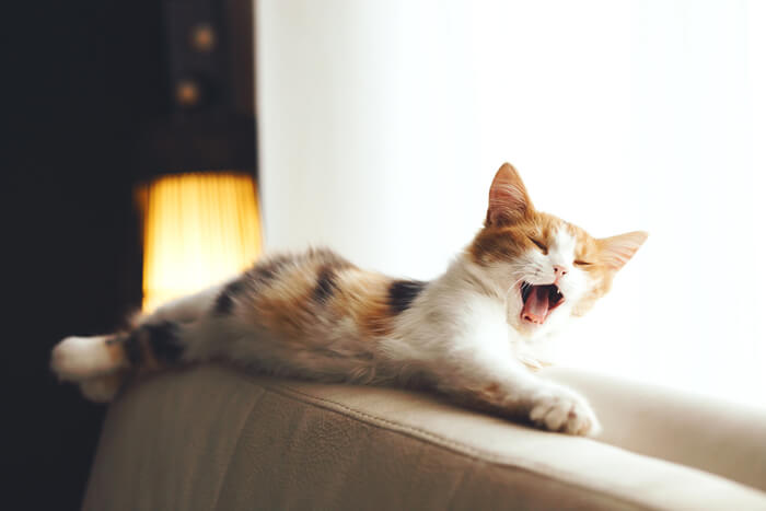 Imagem cativante de um gato bocejando enquanto descansa em um sofá, capturando um momento sincero que mostra o relaxamento felino e a expressão adorável de um grande bocejo.